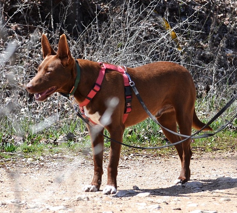 CHOCO, jeune et superbe Podenco tout chocolat