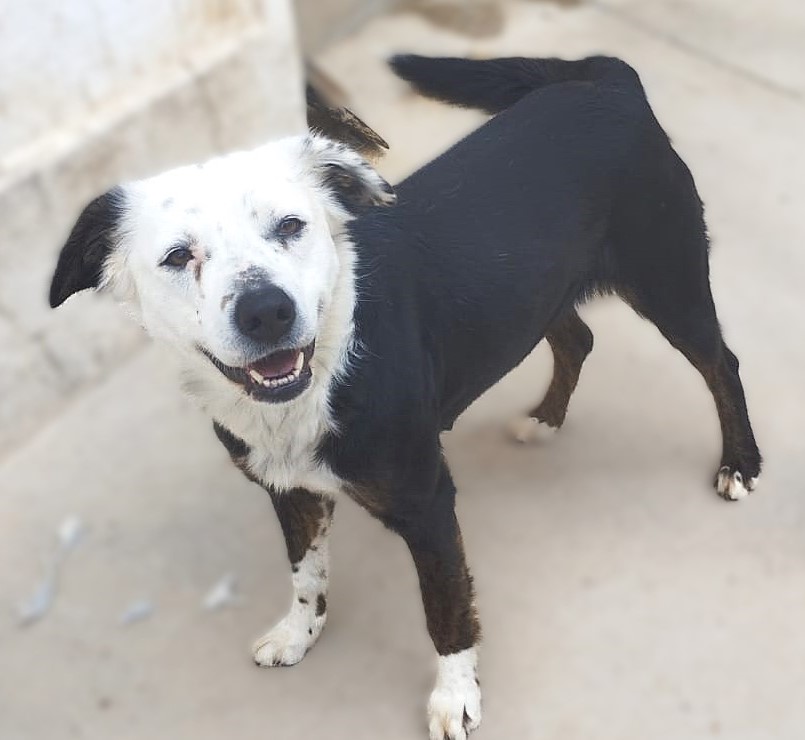 DAKOTA, une petite chienne douce et méritante