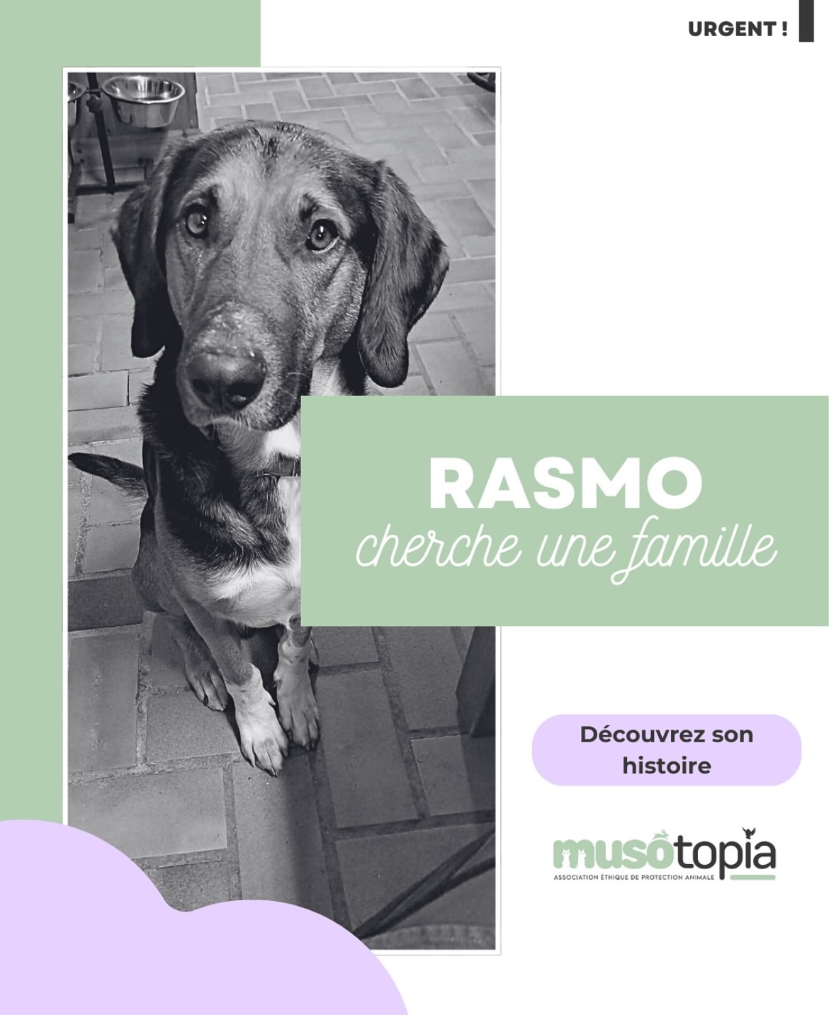 Rasmo 