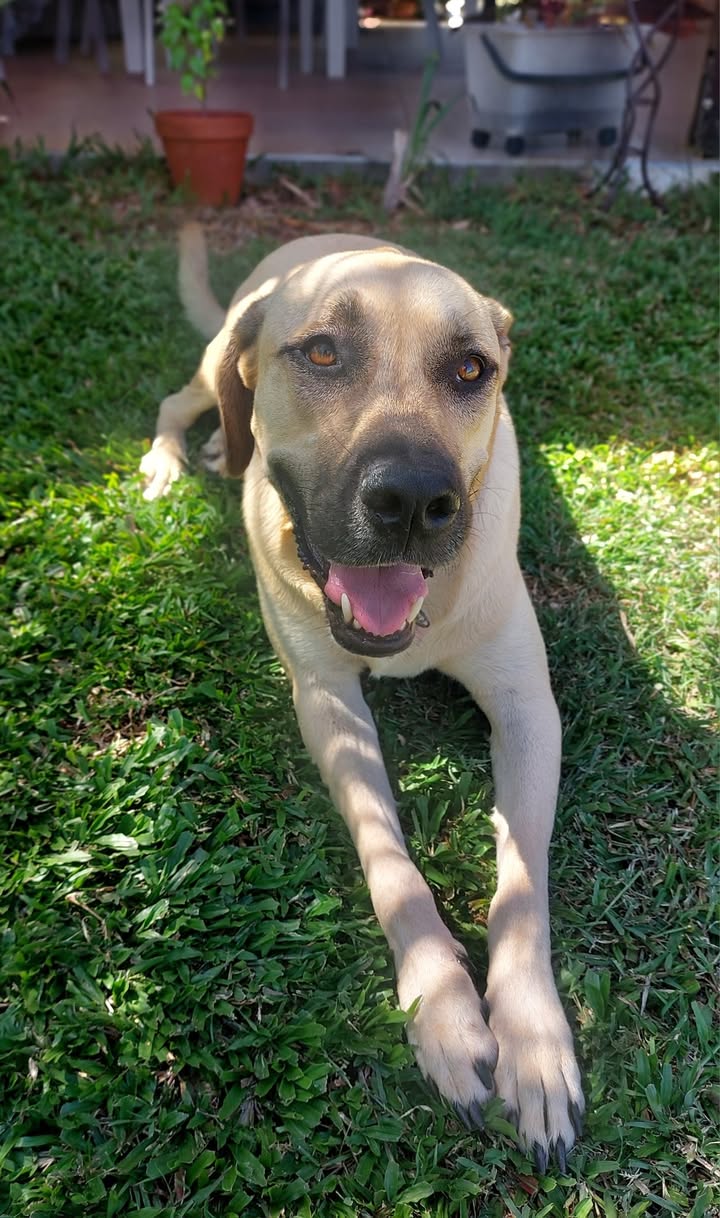 Azzu, femelle croisée Labrador, née le 01/01/2022 🐶