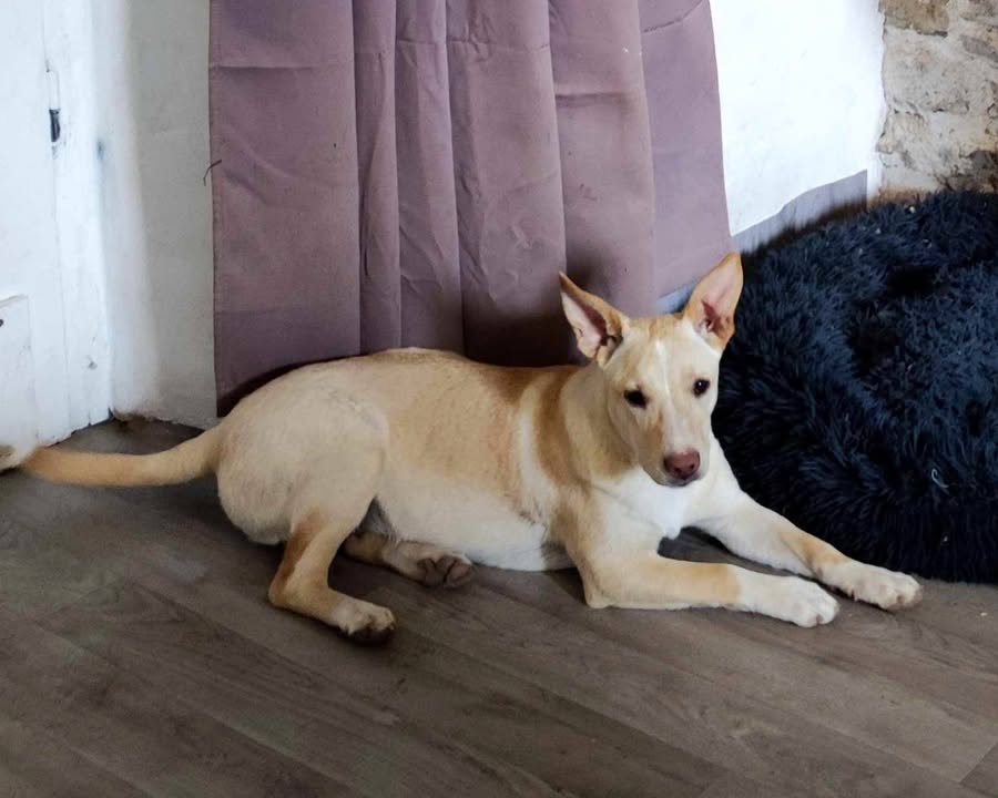 Gribouille, femelle croisée berger, née le 25/10/2024 🐶✨