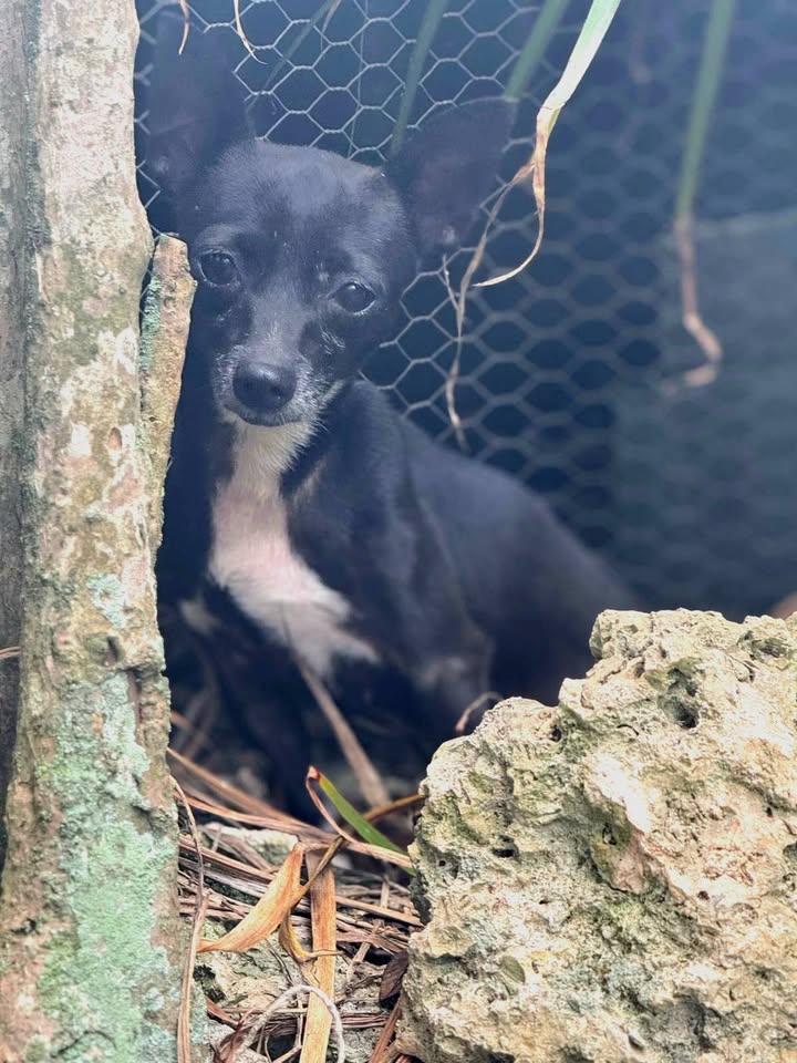 Tiny, femelle pinscher, née le 01/04/2022