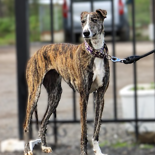 TANA, Digne et élégante Galga