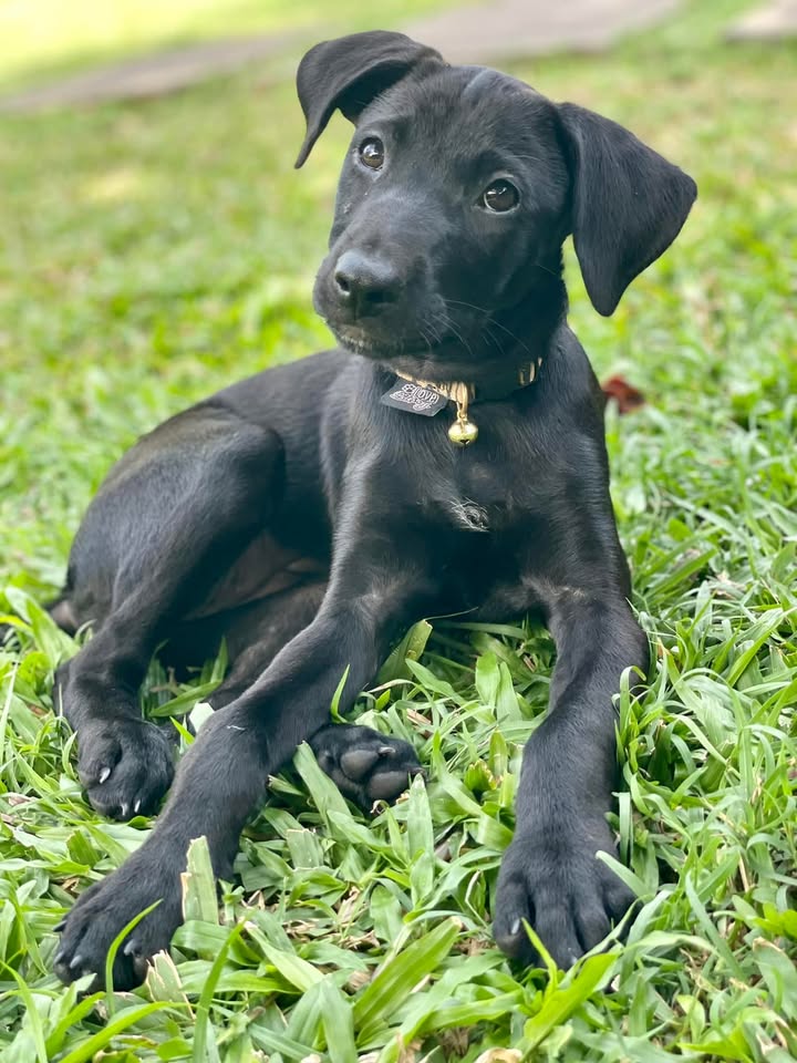 Kawane, femelle croisée berger, née le 01/03/2025 🐶