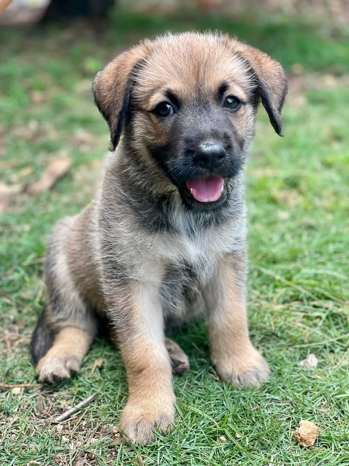 Suri, femelle croisée berger, née le 10/03/2025 🐶