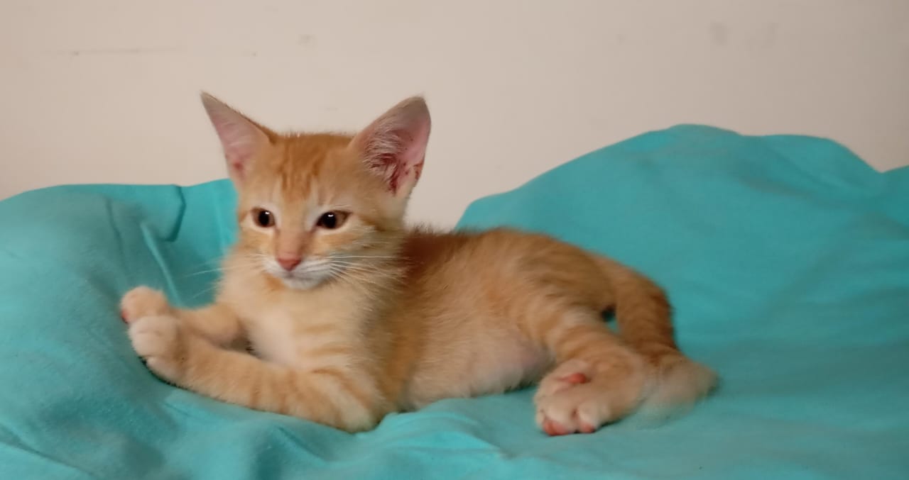 BISCUIT