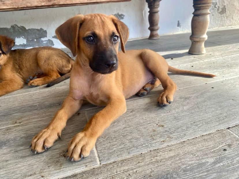 Raman, mâle croisé berger, né le 15/02/2025 🐶