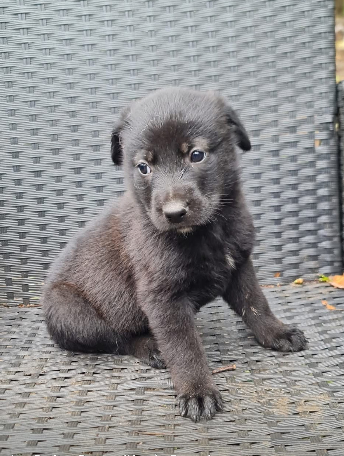 Chiot 7 