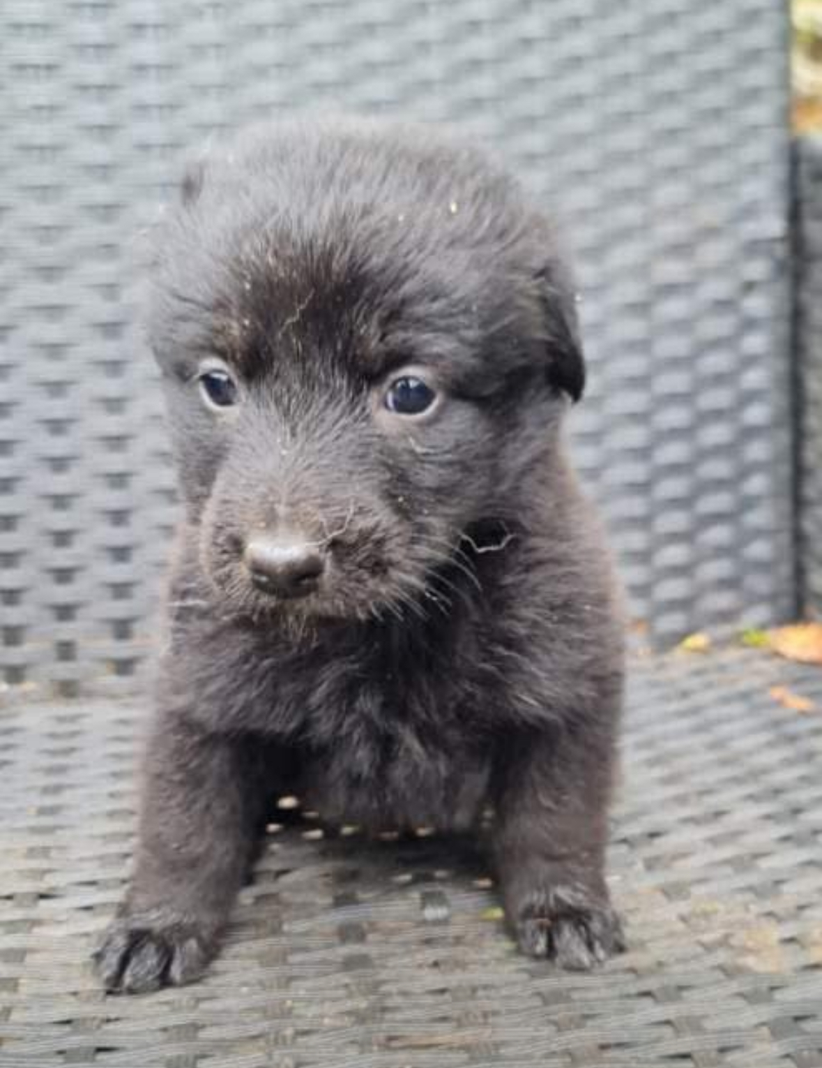 Chiot 4