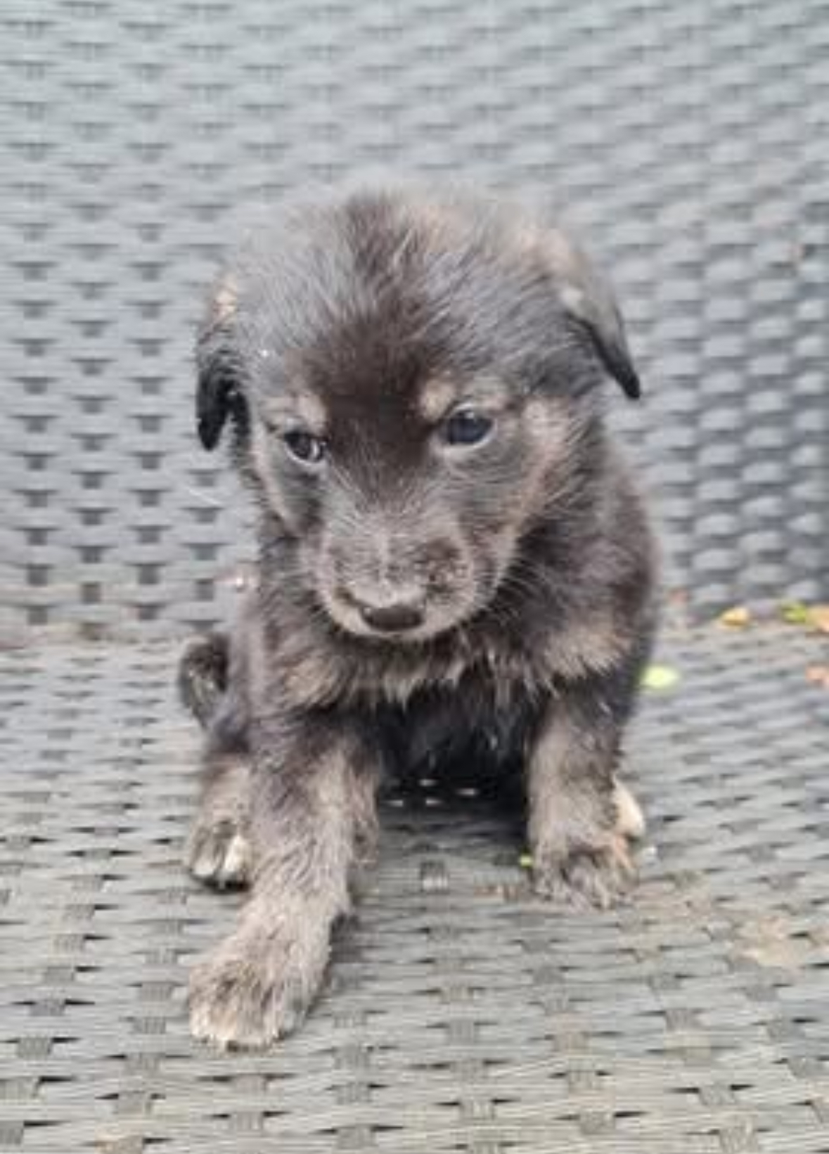 Chiot 3 