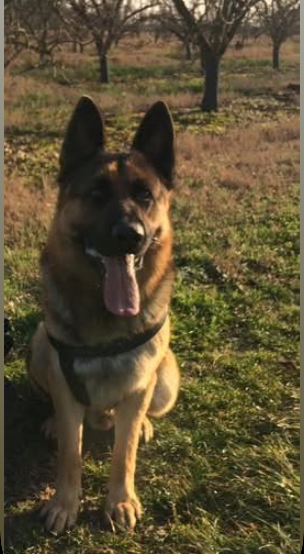 Tyson