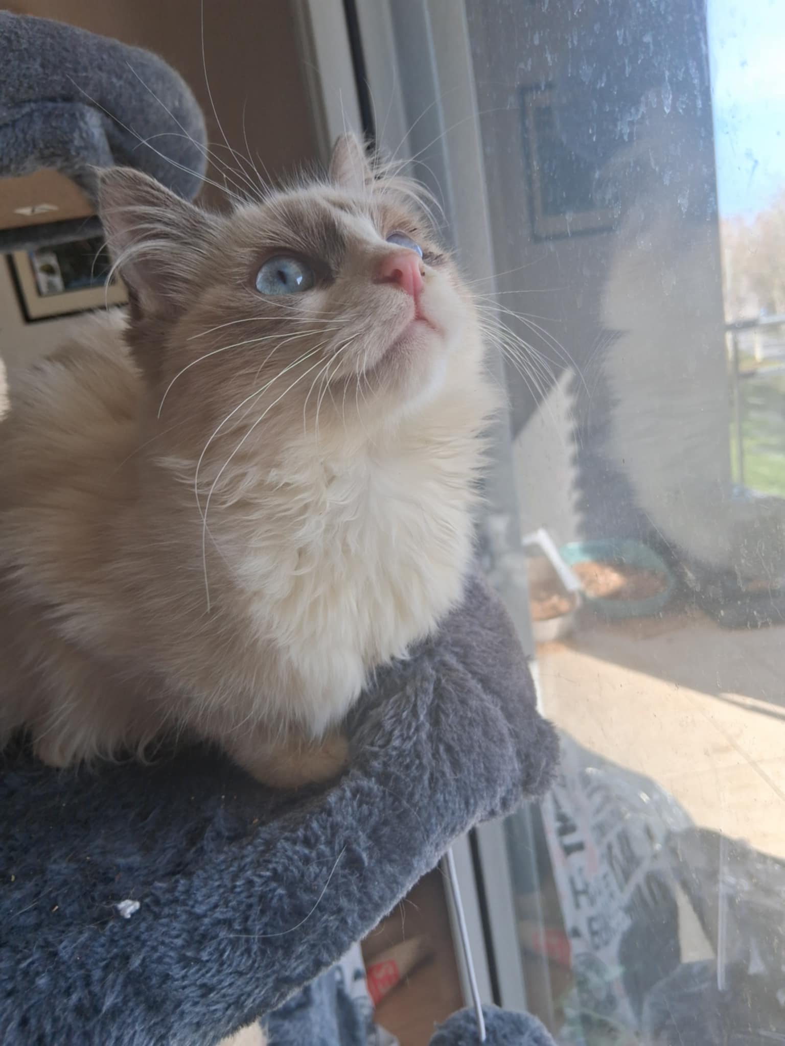 2 frères siamois de 8 mois