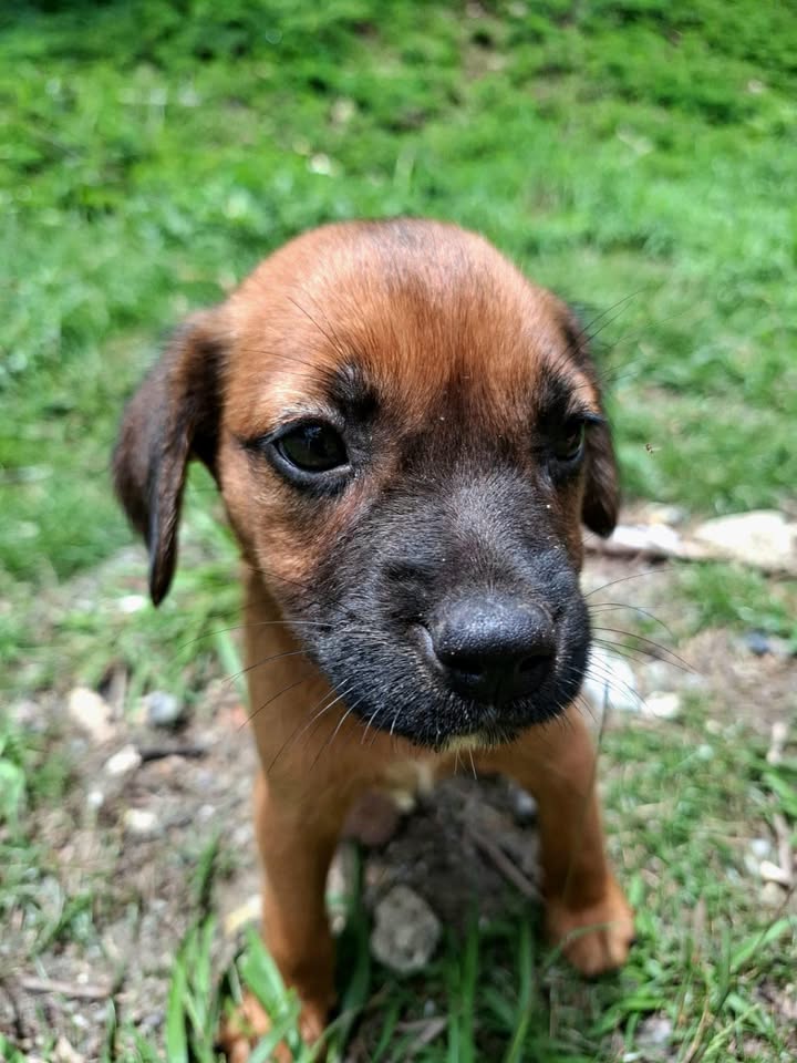 Malo, mâle, croisé berger, né le 20/02/2025 🐶