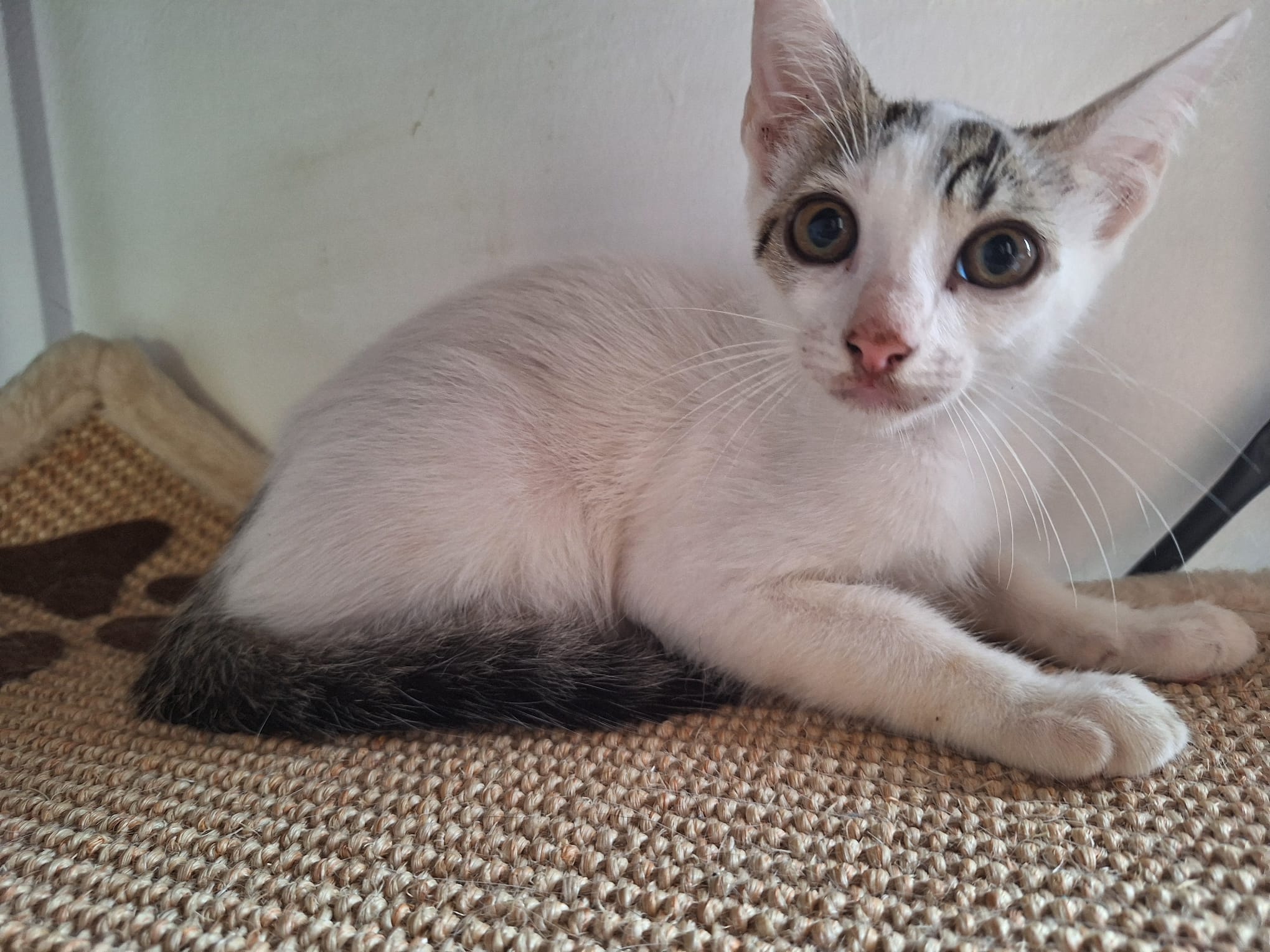 POKORA