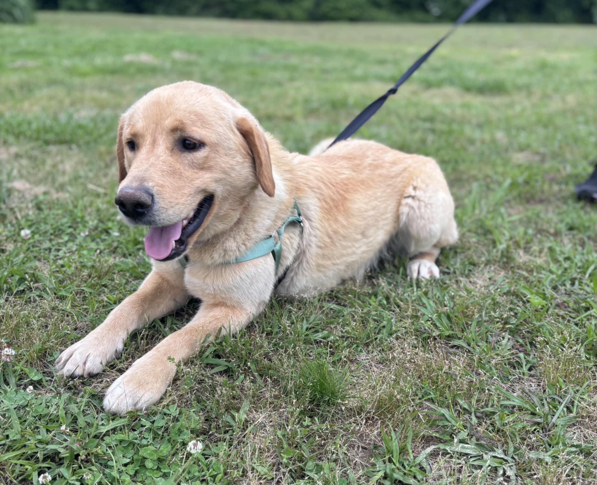 Cooper