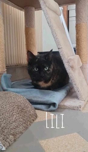 LILI