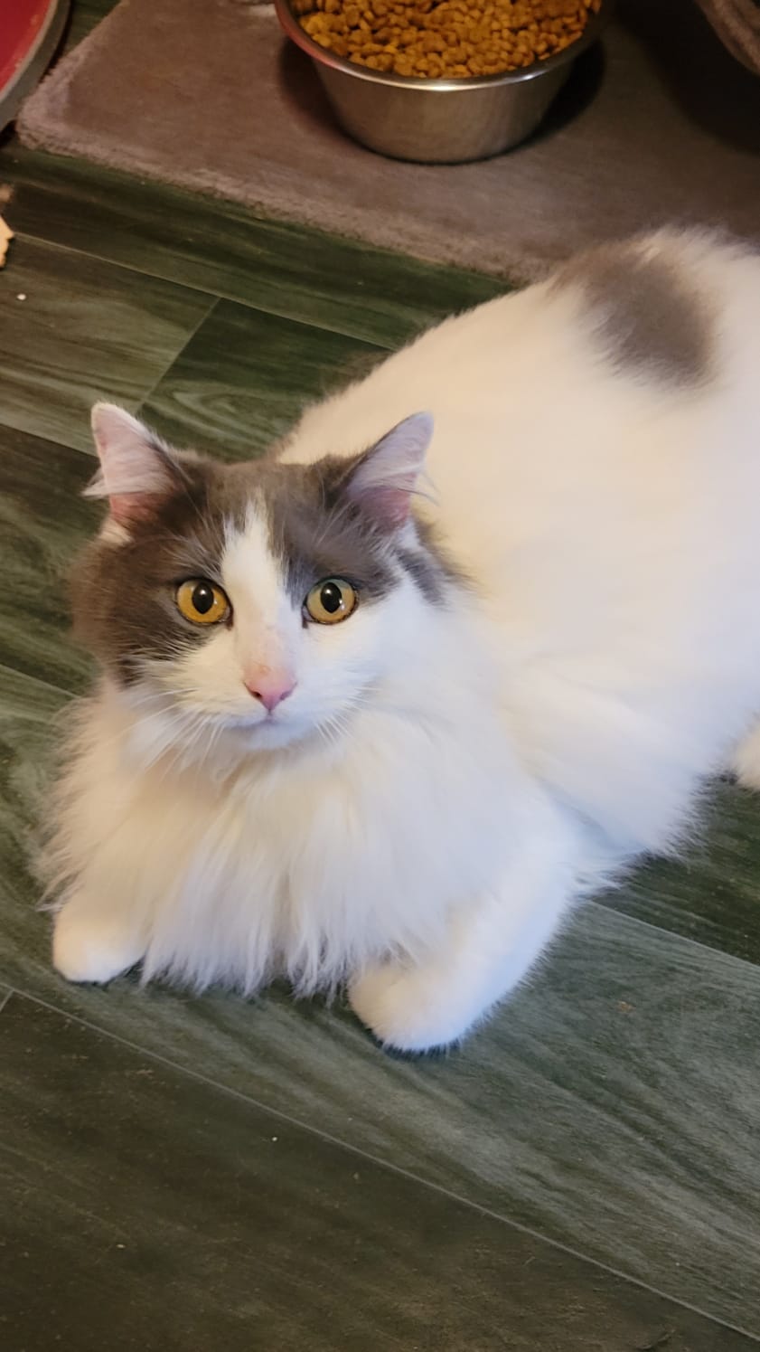 Tom