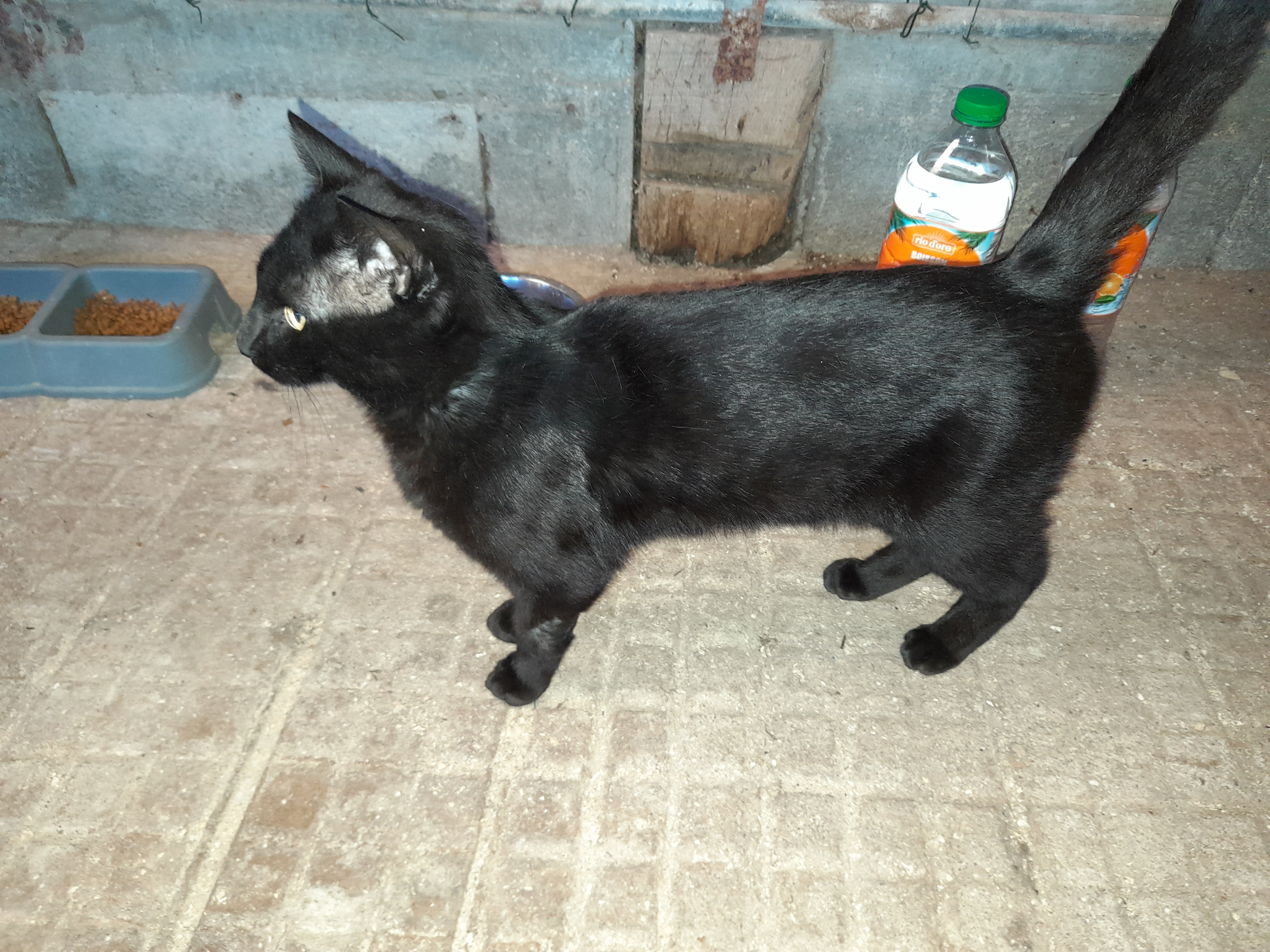 Alpha chat mâle câlin